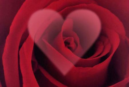 pour amour